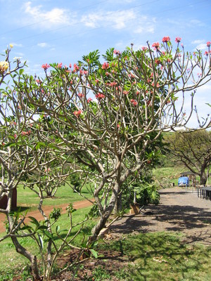 Plumeria rubra   - 