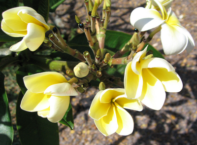 Plumeria rubra   - 