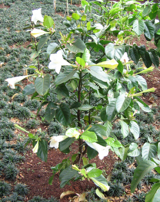 Portlandia grandiflora   - 