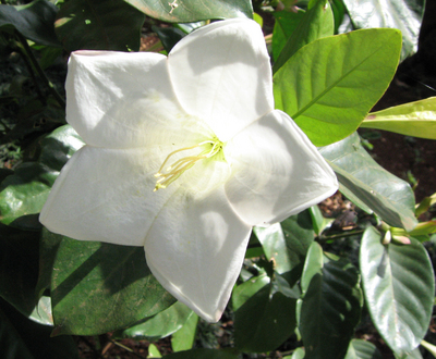 Portlandia grandiflora   - 