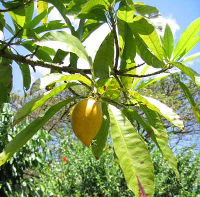 Pouteria campechiana   - 