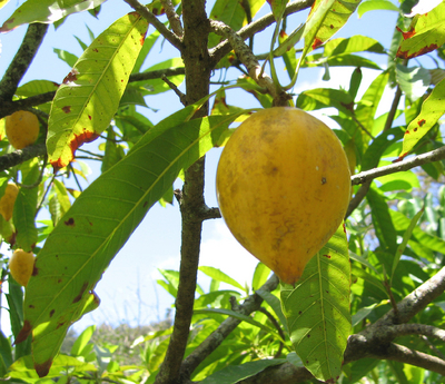 Pouteria campechiana   - 