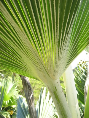 Pritchardia hillebrandii   - 