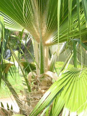 Pritchardia munroi   - 