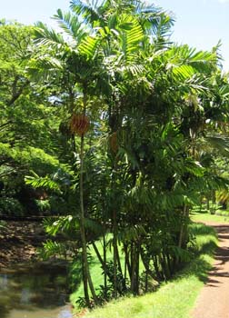 Ptychosperma macarthurii   - 