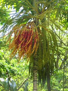Ptychosperma macarthurii   - 