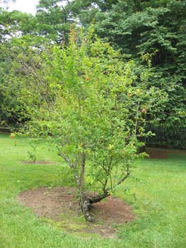 Punica granatum   - Habit