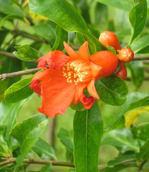 Punica granatum   - Open flower and buds