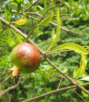 Punica granatum   - Unripe fruit