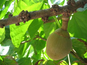 Meet the Plants - National Tropical Botanical Garden Plant Database