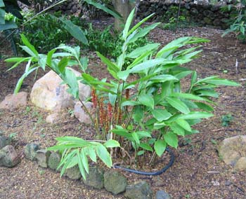 Renealmia alpina   - 