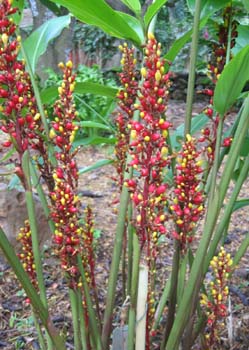 Renealmia alpina   - 