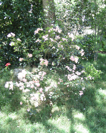 Mussaenda   'Queen Sirikit' - Habit of flowering plant