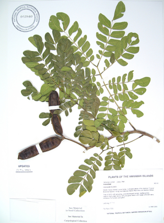 Samanea saman   - 