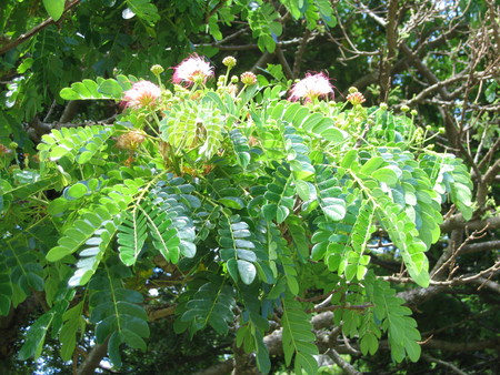 Samanea saman   - 