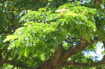 Samanea saman   - 