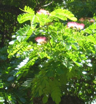 Samanea saman   - 