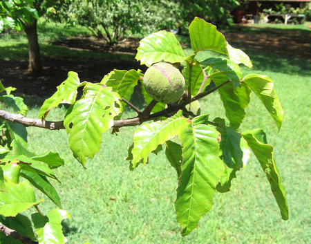 Sandoricum koetjape   - Fruiting branch
