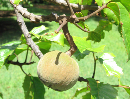 Sandoricum koetjape   - Fruit