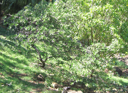 Santalum paniculatum   - habit, var. paniculatum