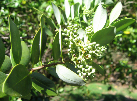Santalum paniculatum   - var. paniculatum, flowering branch