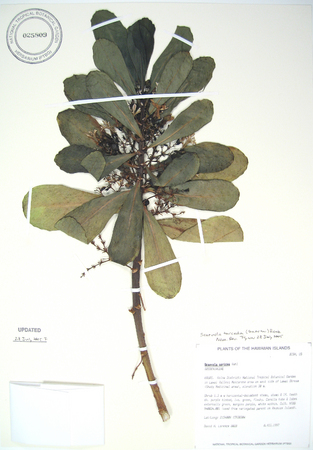 Scaevola taccada   - 