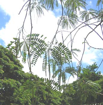 Sesbania grandiflora   - 
