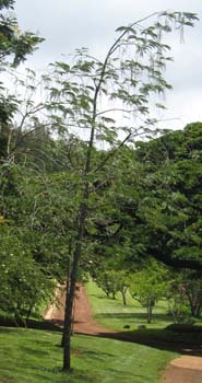 Sesbania grandiflora   - 