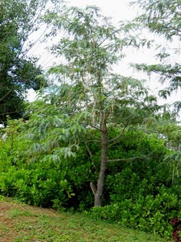 Sesbania grandiflora   - 