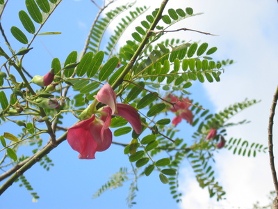 Sesbania grandiflora   - 
