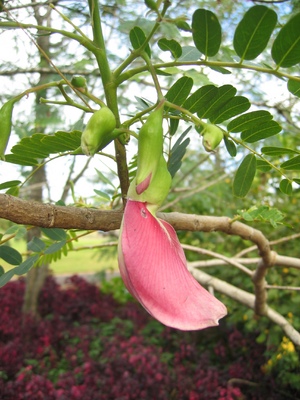 Sesbania grandiflora   - 