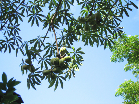 Sterculia foetida   - Fruiting branches