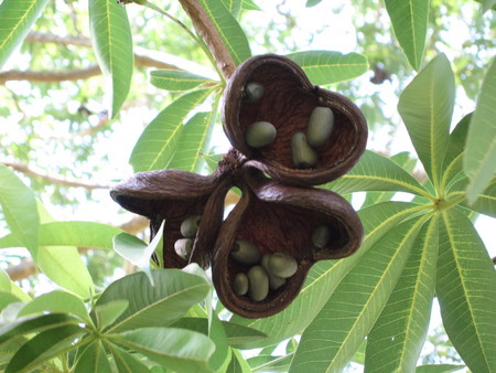 Sterculia foetida   - Ripe fruit showing seeds