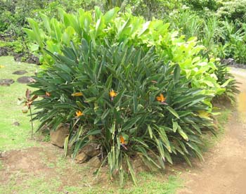 Strelitzia reginae   - 