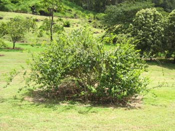 Strychnos madagascariensis   - 
