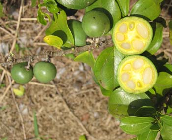 Strychnos madagascariensis   - 
