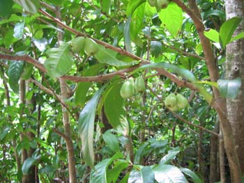 Syzygium malaccense   - 