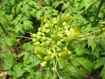 Tacca leontopetaloides   - 