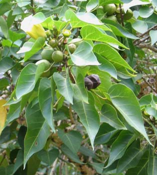 Thespesia populnea   - 