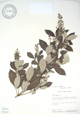 Meet the Plants - National Tropical Botanical Garden Plant Database