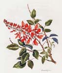 Erythrina X malottorum   - Erythrina malottorum branch with leaf and flower