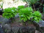 Brighamia insignis   - Group of Brighamia insignis