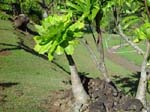 Brighamia insignis   - Habit showing swollen stem, leaf cluster