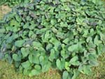Ipomoea batatas   - 
