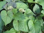 Ipomoea batatas   - 