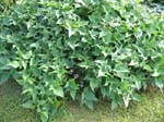 Ipomoea batatas   - 