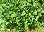 Ipomoea batatas   - 