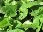 Ipomoea batatas   - 
