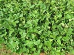 Ipomoea batatas   - 