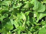 Ipomoea batatas   - 
